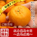 【贈答用】 ポンカン 5kg あす楽対応 送料無料★★産地直送 高知県産 土佐 みかん ぽんかん グルメ ギフト