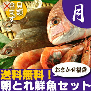 【山陰沖産】朝とれ鮮魚セット（貝類含まず）【月】 産地直送の海鮮福袋！手巻き寿司・海鮮鍋用にも！≪送料無料≫