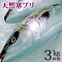 抜群の脂のり！【山陰沖産】天然ブリ（寒鰤/寒ブリ）/マルゴ“生”3kg前後