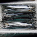 冷凍サンマ20尾セット