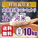 【特別栽培米】新米 京都丹後産 大宮町五十河特別栽培米コシヒカリ 白米10kg(28年産)