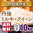 【特別栽培米】新米京都丹後ミルキークイーン白米10kg【28年産】 ランキングお取り寄せ