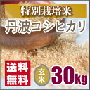 【特別栽培米】京都丹波コシヒカリ玄米30kg(30年産)お値打ち価格です