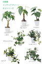 10P03Dec16 送料無料 人工観葉植物光触媒グリーンKUシリーズパキラカメリヤアローカシアジャロファ シュガーパインフィットニアマウンテンアイビー