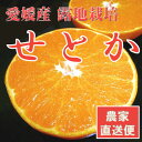 最高級 露地栽培 せとか 4kg【きれいな家庭用/贈答用にも】 【送料無料】 農家直送!愛媛産 TVや雑誌で人気の大トロ柑橘せとか! 露地栽培せとかは格別!とろける食感が『せとか』が人気な理由/露地せとか!せとか/せとか 愛媛/せとか/せとか/せとか【smtb-TD】【saitama】