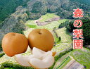 梨 豊月 贈答用 5~6個 化粧箱入り 【水の豊かな町、大洲の森の梨園】 伊予の国、愛媛県大洲産/本当に鮮度の良い梨の美味しさを感じて欲しい/豊月 梨/豊月 なし/豊月 ナシ/なし 和梨 ナシ 送料無料