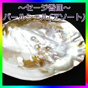 【浄化】~セージ香皿~パールシェル(アソート) /浄化 香皿 貝殻 ブレスレット パワーストーン 天然石 アクセサリー サザレチップ
