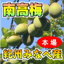 【予約販売】★訳あり★ 青梅 紀州みなべ産 南高梅 ワケアリ...
