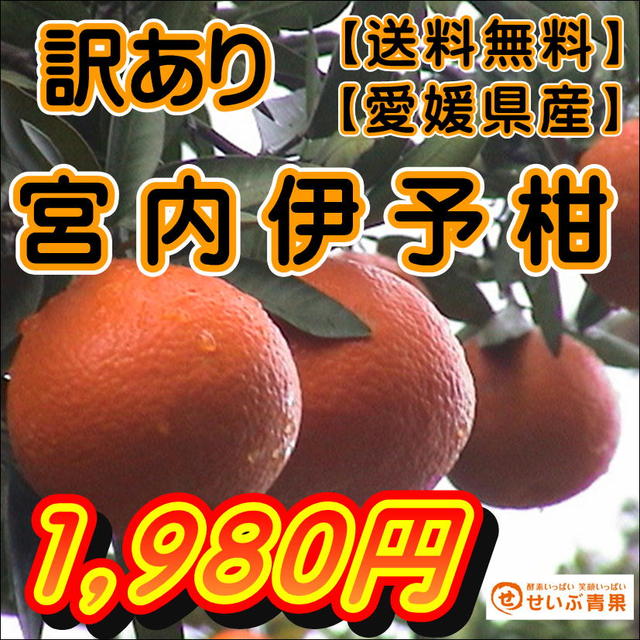 いよかんデイリー・週間ランキング1位獲得中！！宮内伊予柑　約10kg★デイリー・週間ランキング1位獲得中★今一番売れてます！！全国送料無料！！北海道・沖縄・離島も無料！！サイズ指定不可