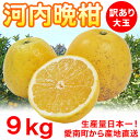 河内晩柑 訳あり大玉9kg 3L以上【愛媛県愛南町産】送料無料