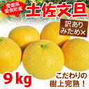 土佐文旦 訳あり中玉9kg L〜2L みため×おいしさ◎ 愛...