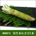 生わさび 【静岡 伊豆】 実生(みしょう) 本わさび (生わさび)50g1本