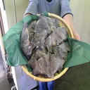◆脂乗り最高◆ギンタラカマ肉1kg【05P03Dec16】...