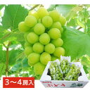 シャインマスカット約1.8~2kg(3~4房入り) 送料無料 贈り物 ギフト 夏ギフト ご家庭用 ご贈答用 お中元 プレゼント 種なし ぶどう マスカット 誕生日 記念日 敬老の日 甘い