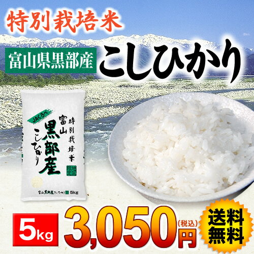 【特別栽培米　5kg】【送料無料】富山県黒部産特別栽培米こしひかり（JAくろべ） 5kg【トクベツサイバイマイ ゴキロ】【とくべつさいばいまい　ごきろ】