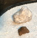 盆景部品【ウ泥かえる】