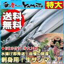 おまけ付！特大10尾刺身用サンマを産地直送！水揚げ⇒即発送の高鮮度さんま/刺身/産直/産地直送漁の状況によりサイズが数グラム前後する場合がございますのでご了承ください。とろさんま/トロサンマ/トロさんま