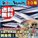 送料無料1,980円！1尾66円！銀色に輝く水揚げ直送生サンマ中30尾刺身用鮮度がちょっとアウトサイズで激安高騰中でも限界挑戦！/さんま/秋刀魚食べ方パンフレット付き！とろさんま/トロサンマ/トロさんま楽天ランキング1位常連商品！◆サンマの真の旨さをお届け