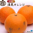 [わけあり]清見オレンジ10kg　　　　　　　 【KS】【訳あり】【送料無料】【きよみ】