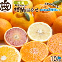 [特選]柑橘詰合せ10kg　　　　　　　　　　 【KS】【送料無料】