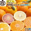 [特選]柑橘詰合せ7.5kg　　　　　　　　　　 【KS】【送料無料】