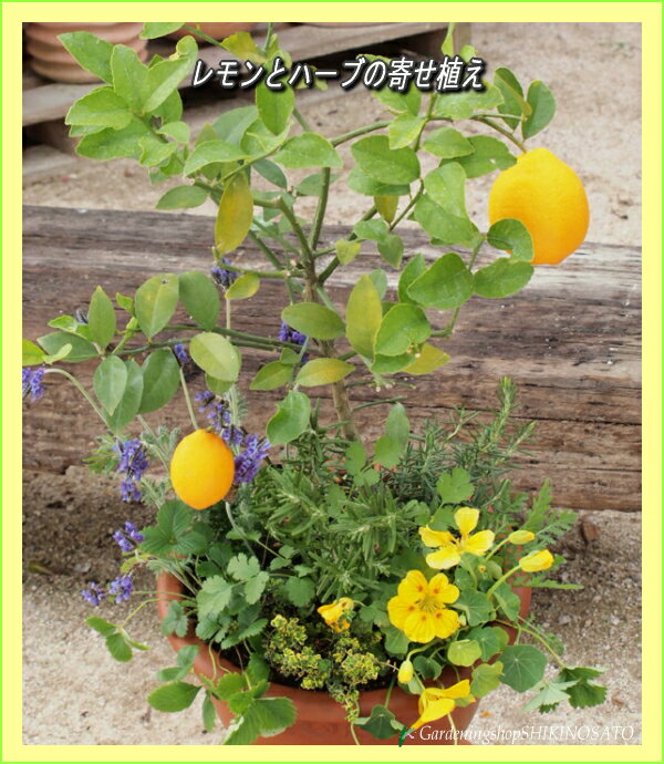 [ギフト●ご自宅用に]レモンとハーブ香りの寄せ植え[クーポン対象商品]