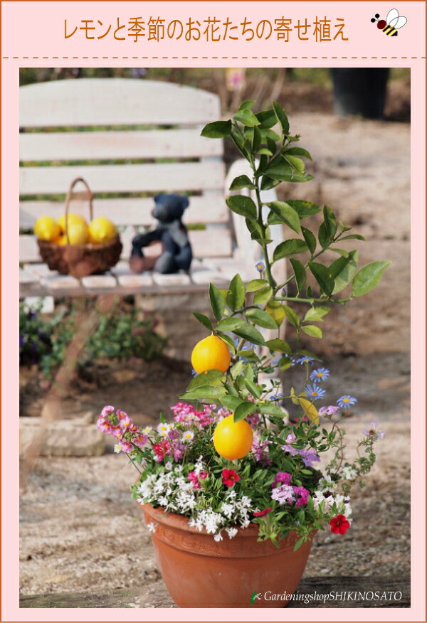 【ギフト●ご自宅用に】レモンと季節のお花の寄せ植え[クーポン対象商品]【四季の里寄せ植え：レビューを書いて送料無料】