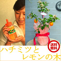 蜂蜜とレモンの木