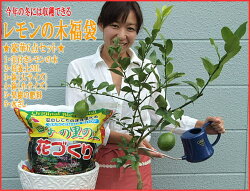 レモンの木鉢植え