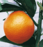 フロストバレンシアオレンジ（ふろすとばれんしあおれんじ・みかん類）