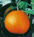 清見オレンジ(きよみおれんじ・みかん類)