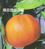 天草オレンジ（あまくさおれんじ・みかん類）