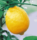 とげ無しレモン (とげなしれもん・みかん類)とげが少ないので、収穫・管理が楽なレモン