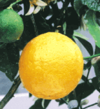 四季なりレモン (しきなりれもん・みかん類)初生りまでの期間が短く、多収量のレモン