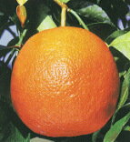 柑橘類　酢ダイダイ(橙・代々)(すだいだい)
