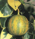 斑入酢ダイダイ（ふいりすだいだい・みかん類）食用柑橘酢でありながら観賞樹でもある