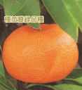 柑橘類 田口早生(たぐちわせ) 2年生苗