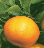 柑橘類　今村温州(いまむらうんしゅう)