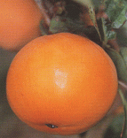 甘柿　富有（あまがき・ふゆう）甘柿の代表（日本の甘柿の60％を占める）