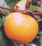 甘柿　禅寺丸（あまがき・ぜんじまる）甘柿としても食べられる授粉樹用
