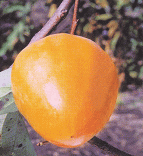 甘柿　小春（あまがき・こはる）甘柿としても食べれる授粉樹用