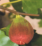 イチジク　蓬莱柿（早生日本種）（いちじく・ほうらいし（わせにほんしゅ）