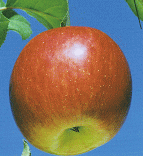 リンゴ　ふじ無袋栽培した果実は「サンふじ」