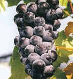 ブドウ　キャンベルスアーリー・自根（ぶどう　きゃんべるすあーりー）果房は大きく果粒は6g、極めて豊産性
