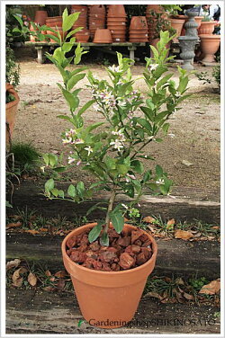 レモンの木鉢植え