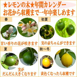 とってもいい香りがする、レモンの花です