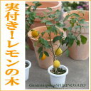 花芽付き！レモンの木ポットのまま栽培OK！黄色く実ってます。レモンの木・ガーデニング果樹・実のなる木（植木）の通信販売贈り物にも
