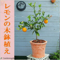 レモンの木鉢植え