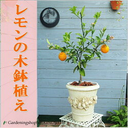 レモンの木鉢植え