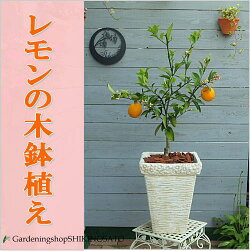 レモンの木鉢植え